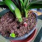 Colorful Clivia Miniata Bonsai 200 Seeds