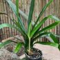 Colorful Clivia Miniata Bonsai 200 Seeds