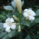 Cordate Telosma Tree Semente 120 Seeds