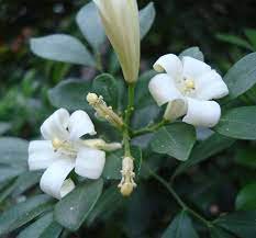 Cordate Telosma Tree Semente 120 Seeds
