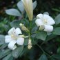 Cordate Telosma Tree Semente 120 Seeds