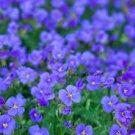 Rock Cress Flower Aubrieta Cultorum Rare Purple Ground Cover Rock Cress Flower Bonsai 400 Seeds