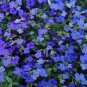 Rock Cress Flower Aubrieta Cultorum Rare Purple Ground Cover Rock Cress Flower Bonsai 400 Seeds