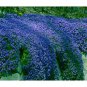 Rock Cress Flower Aubrieta Cultorum Rare Purple Ground Cover Rock Cress Flower Bonsai 400 Seeds