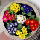 European Primrose Flower Seeds Mixed Colors 200 Seeds