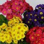 European Primrose Flower Seeds Mixed Colors 200 Seeds