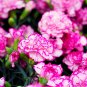 Rare Carnations Bonsai Flowers Bonsai Dianthus Caryophyllus Flowers Bonsai 400 Seeds