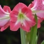 True Amaryllis Flower Not Bulbs Seed Flower 200 Seeds