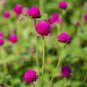Gomphrenae Globosa Bonsai, Purple Flower Globe Amaranth 200 Seeds