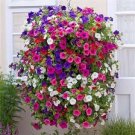 Hybrida Color Petunia Hanging Charming Bonsai Potted Ornamental Flower 400 Seeds