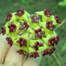 Potted Flowers Bonsai Plants Hoya plantas 200 Seeds