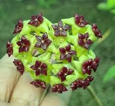 Potted Flowers Bonsai Plants Hoya plantas 200 Seeds