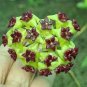 Potted Flowers Bonsai Plants Hoya plantas 200 Seeds