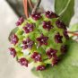 Potted Flowers Bonsai Plants Hoya plantas 200 Seeds