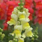 Multi-Color Antirrhinum Majus Bonsai,Common Snapdragon Perennial Flower 400 Seeds