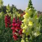 Multi-Color Antirrhinum Majus Bonsai,Common Snapdragon Perennial Flower 400 Seeds