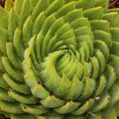 Rare Spiral New Plant Succulents Bonsai 200 Seeds