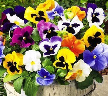 Mixed Color Rare Pansy Bonsai Wavy Viola Tricolor Flower Bonsai 1000 Seeds