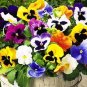 Mixed Color Rare Pansy Bonsai Wavy Viola Tricolor Flower Bonsai 1000 Seeds