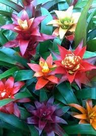 Cactus Bromeliad Succulent Bonsai Courtyard Mini Plant 200 Seeds