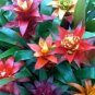 Cactus Bromeliad Succulent Bonsai Courtyard Mini Plant 200 Seeds