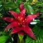 Cactus Bromeliad Succulent Bonsai Courtyard Mini Plant 200 Seeds