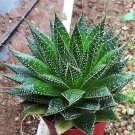 Rainbow Aloe Bonsai Mixed Excellent Succulent Plants Aloe Vera Plants 400 Seeds