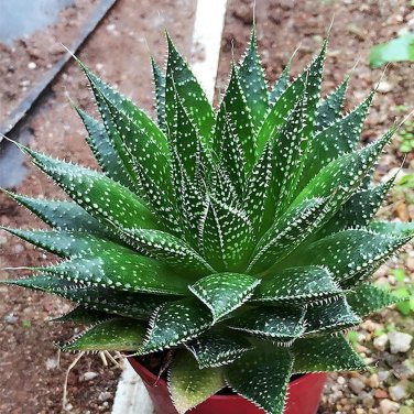Rainbow Aloe Bonsai Mixed Excellent Succulent Plants Aloe Vera Plants 400 Seeds