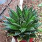 Rainbow Aloe Bonsai Mixed Excellent Succulent Plants Aloe Vera Plants 400 Seeds