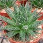 Rainbow Aloe Bonsai Mixed Excellent Succulent Plants Aloe Vera Plants 400 Seeds