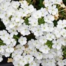 Rare Androsace Bonsai Garden Plants 200 Seeds