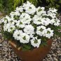 Rare Androsace Bonsai Garden Plants 200 Seeds