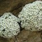 Rare Androsace Bonsai Garden Plants 200 Seeds