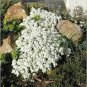 Creeping Thyme Bonsai or Blue Rock CRESS Plant 1000 Seeds