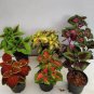 Bonsai Coleus Foliage Plants Perfect 200 Seeds