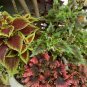 Bonsai Coleus Foliage Plants Perfect 200 Seeds