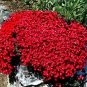 Creeping Thyme Bonsai or Blue Rock CRESS Plant - Perennial Ground Cover Flower 1000 Seeds