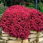 Creeping Thyme Bonsai or Blue Rock CRESS Plant - Perennial Ground Cover Flower 1000 Seeds