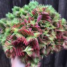 Crassula Capitella Thyrsiflora Red Pagoda Succulent Cactus Bonsai Jatropha Tree 20 Seeds