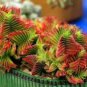 Crassula Capitella Thyrsiflora Red Pagoda Succulent Cactus Bonsai Jatropha Tree 20 Seeds