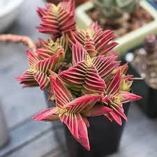 Crassula Capitella Thyrsiflora Red Pagoda Succulent Cactus Bonsai Jatropha Tree 20 Seeds