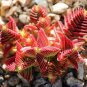 Crassula Capitella Thyrsiflora Red Pagoda Succulent Cactus Bonsai Jatropha Tree 20 Seeds