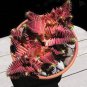 Crassula Capitella Thyrsiflora Red Pagoda Succulent Cactus Bonsai Jatropha Tree 20 Seeds