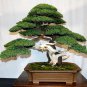 Rare Japanese Zebrina Pendula Schnizl Bonsai Indoor Bonsai Tree 200 Seeds