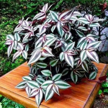 Zebrina pendula Schnizl Bonsai Garden Perennial Plants Rare Beautiful Grass Bonsai 200 Seeds