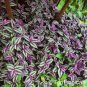 Zebrina pendula Schnizl Bonsai Garden Perennial Plants Rare Beautiful Grass Bonsai 200 Seeds