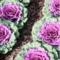 Brassica Oleracea Heirloom Cabbage Flower Bonsai Kale Ornamental Plant 200 Seeds