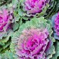 Brassica Oleracea Heirloom Cabbage Flower Bonsai Kale Ornamental Plant 200 Seeds