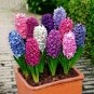 Color Mixing Hyacinth Easy Grow 2 Seeds