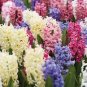 Color Mixing Hyacinth Easy Grow 2 Seeds